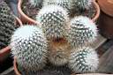 MAMMILLARIA SP_C002.jpg